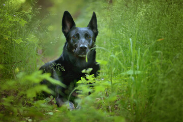 Black shepherd lying in a meadow under the trees