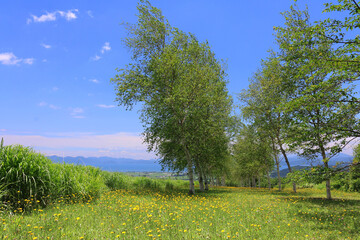 高原の牧場・猪苗代町営牧場（福島県・猪苗代町）
