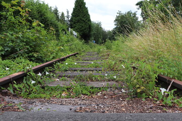 Railroad tracks and weeds