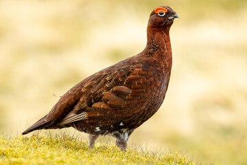 Red Grouse, Scientific name: Lagopus Lagopus.  Close up of a Red Grouse male or cock bird, facing right with grass stalk in his beak.  Clean background.  Space for copy.  Horizontal.