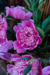 Peony and flower buds surrounded by thick green leaves. A wooden wall in the background.