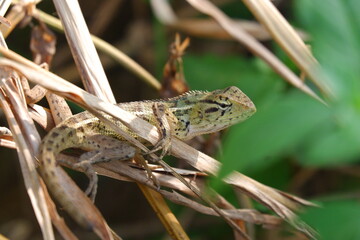 lizard in the grass