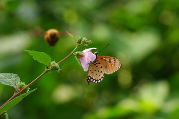 butterfly on a flower