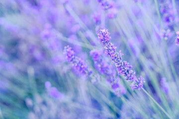 Lavender field at summer