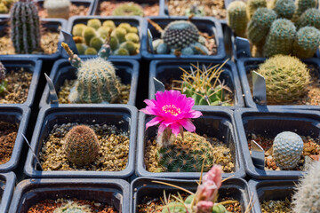 a variety of beautiful cacti on a small farm