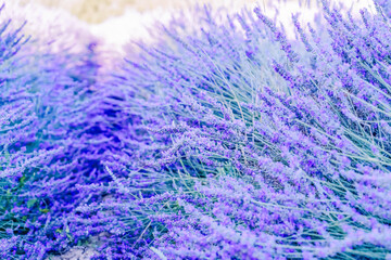 Lavender field at summer