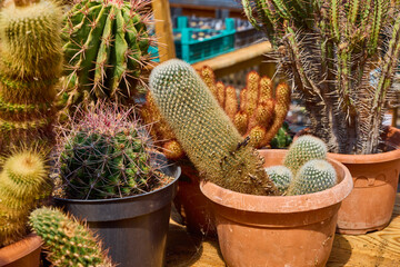 a variety of beautiful cacti on a small farm