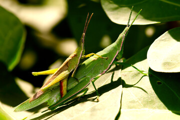 Two Green Grashopper Sunbathing