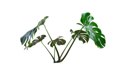 green Monstera deliciosa isolated on white background with clipping path, house plant
