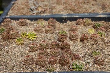 a variety of beautiful cacti on a small farm