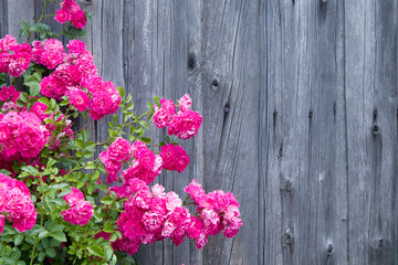 Pink bright roses on old rough wooden wall and window background. Selective focus.