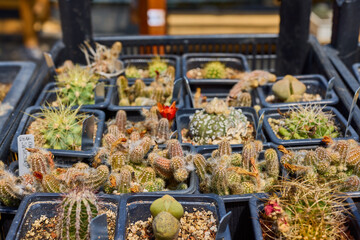 a variety of beautiful cacti on a small farm
