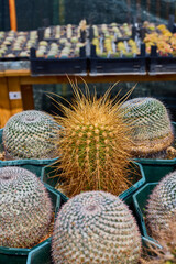 a variety of beautiful cacti on a small farm