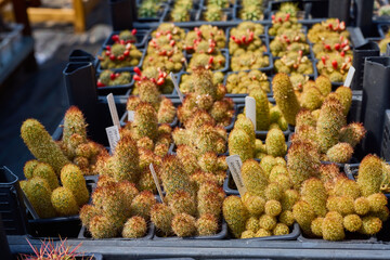 a variety of beautiful cacti on a small farm