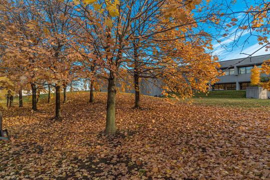 Fall trees