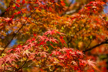 赤紅葉