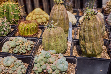 a variety of beautiful cacti on a small farm