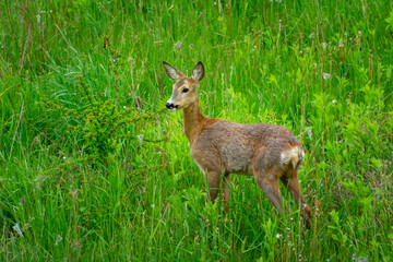 Roe deer is standing in green grass