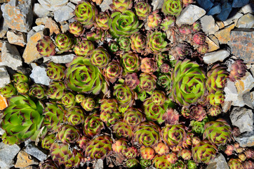 Houseleek  (Sempervivum soboliferum) - beautiful decorative succulent plant for garden or park landscaping. Cluster of succulent plants rosettes in rockery or alpine garden. Landscape design