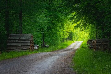 Gravel road through green forest and sunlight