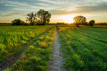 Fototapeta na wymiar Glare of the sun and the road through green fields