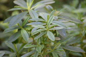 close up of a plant