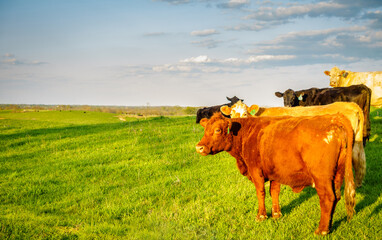 Cows in a farm in Kentucky