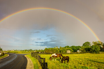 Rainbow over pasture