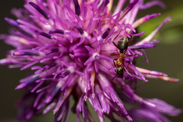 Ameisen auf lila Blume