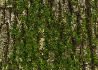 bark of an old tree with green moss