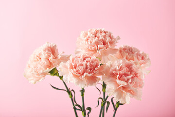 Bouquet of pink carnations. Design concept of holiday greeting with carnation bouquet on pink background