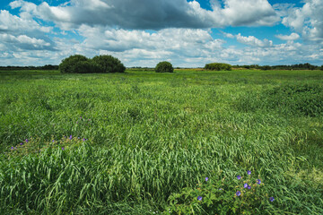 Green meadow with tall grass and clouds at the sky