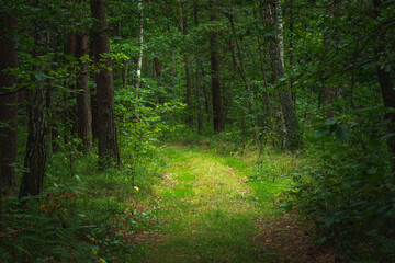 A path in a dense green forest