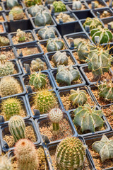 a variety of beautiful cacti on a small farm