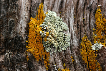 Tree trunk texture covered with fungus