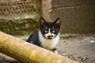 Homeless cat on the street. Black and white cat in the yard.