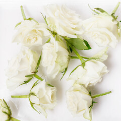 Beautiful flying white roses flowers in water background, creative floral layout, horizontal.