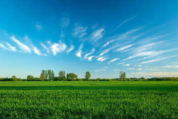 Green corn and amazing clouds on the sky