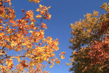 Autumn foliage in the city of Madrid