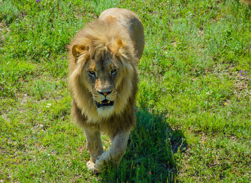 A lion stands in the green grass on a summer day.