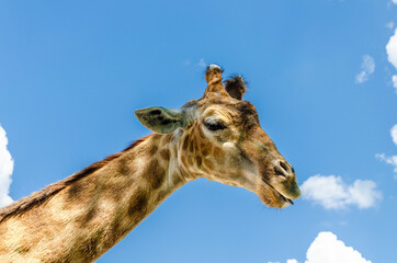 The head of a giraffe in summer against the sky.