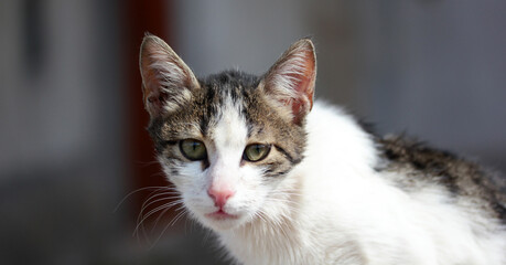 Obraz premium portrait of angry cat with green eyes