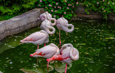 Pink flamingos in a pond in the park.