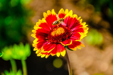 A wasp sits on a flower on a summer day.