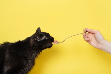 Black fluffy cat eats cat food from a fork isolated on yellow background. Pet food banner concept.
