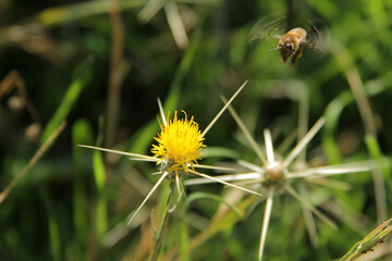 Yellow star thistle and bee. Centaurea solstitialis, flower.