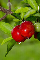 acerola fruits