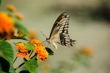 butterfly on a flower