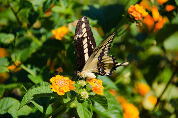 butterfly on flower