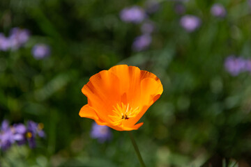 Naklejka premium orange poppy flower closeup macro photography on blurred natural background, nature